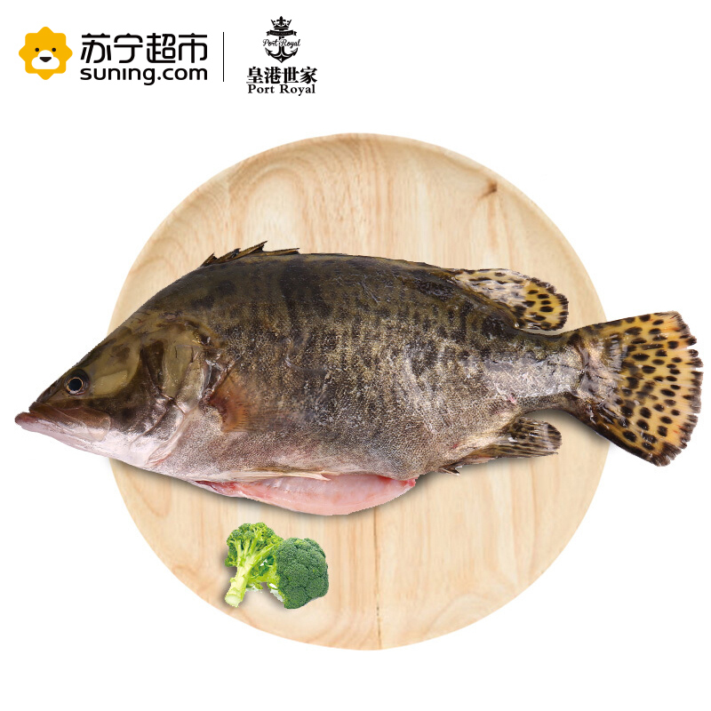 [活杀]皇港世家 活鲜水产 活杀广东桂鱼 600-700g 条