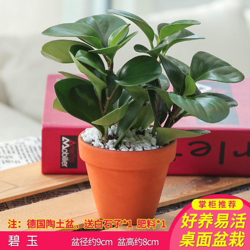 发财树虎皮兰长寿花盆栽花卉植物室内花陶土花盆多肉绿植盆景好养碧玉 陶盆 001 001 08 Y 带盆栽好图片 高清实拍大图 苏宁易购