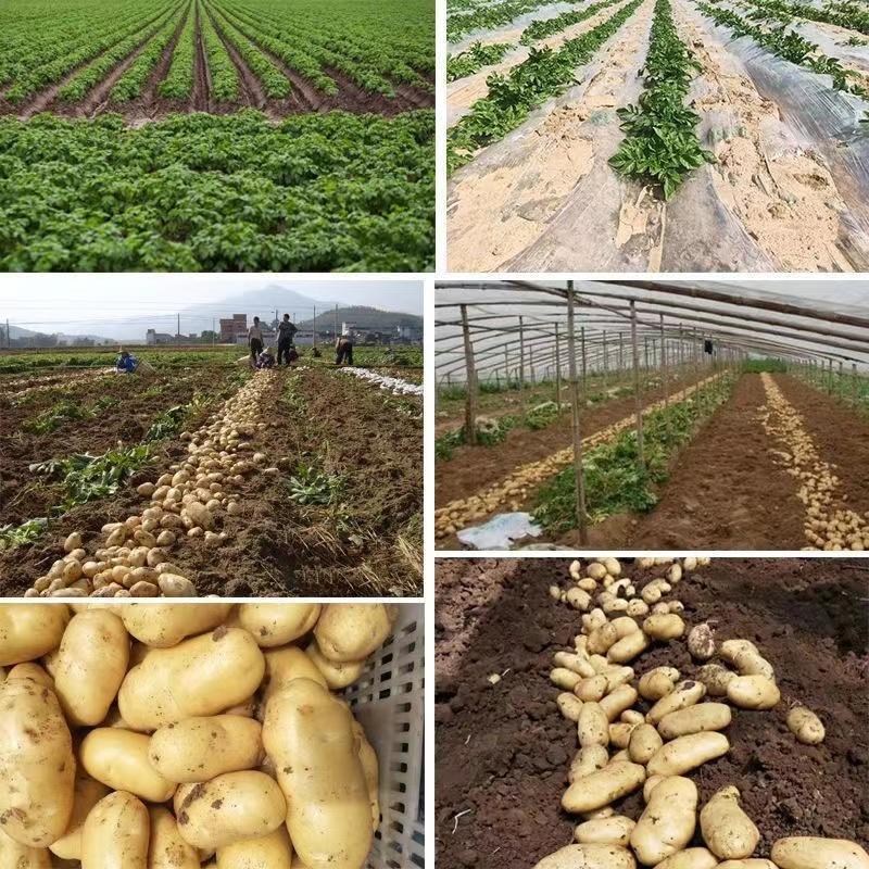 [西沛生鲜]云南黄皮黄心土豆 净重3斤装 中果 单果60-100g 新鲜蔬菜 农家种植高清大图