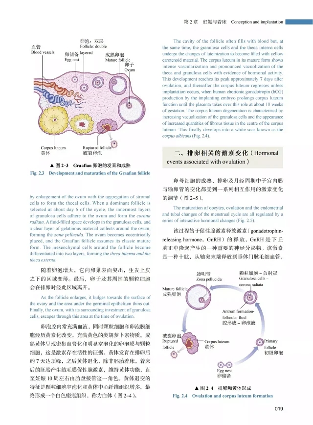 [正版]妇产科学 原书 第6六版 中英双语版 陈子江 等译 可作为妇产科专业研究生及住院医师案头参考书 中国科学技术出版高清大图