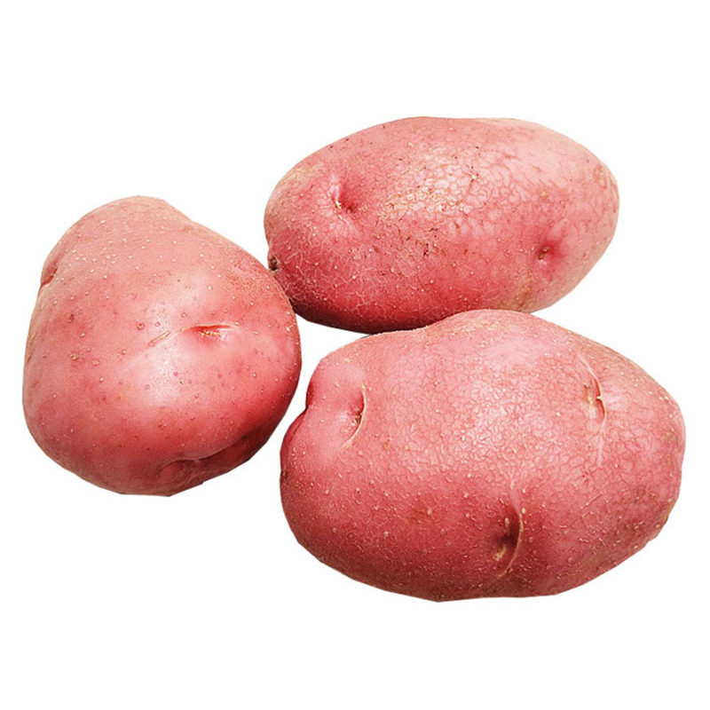 云南曲靖红皮土豆 黄心土豆马铃薯洋芋 生鲜蔬菜 4kg