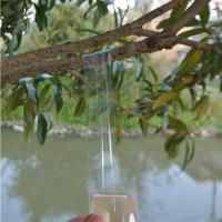 逍遥（qingya） 果树苗木嫁接绑带塑料薄膜嫁接膜嫁接带