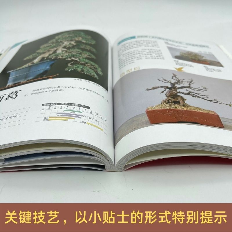 [醉染正版]正版 小林国雄教你制作盆景 盆景制作书籍 附石盆景制作与养护技巧鉴赏制作管理养花树木盆景造型设计栽培修剪技艺高清大图