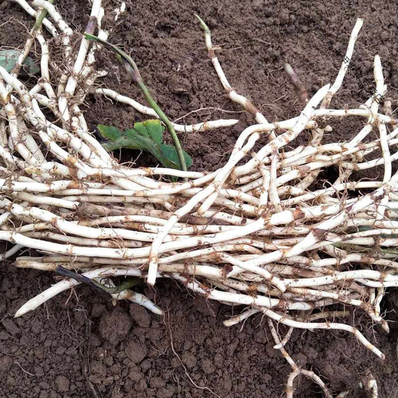 贵州折耳根鱼腥草嫩根芽新鲜仿种植大特产粗凉拌批发半斤4斤2