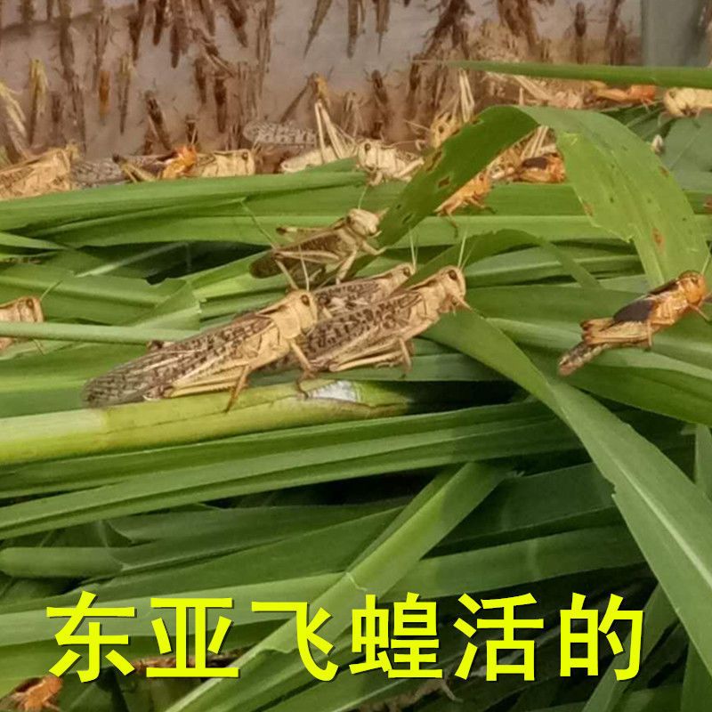 3/5厘米50只试用 蚂蚱活体蝗虫蚱蜢丁蜢画眉鸟爬虫宠物蝎子蜂饲料鸟食虫子食用昆虫