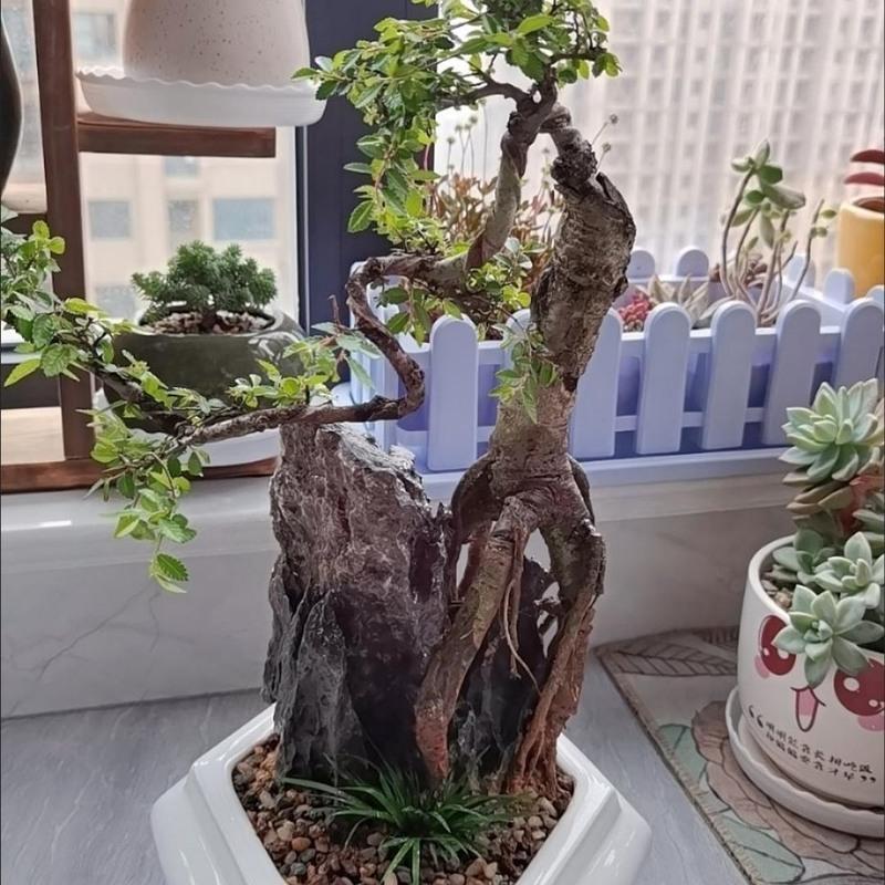 天然附树石鱼缸石造景盆景石鱼池假山石庭院原石奇石摆件景观石头1520