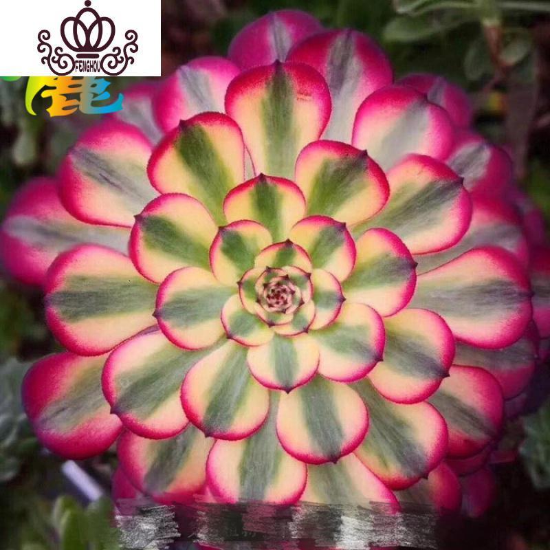 封后(FENGHOU)封后3月03日多肉植物 181-190 3月03日182三文鱼 裸根不带土花卉绿植盆栽
