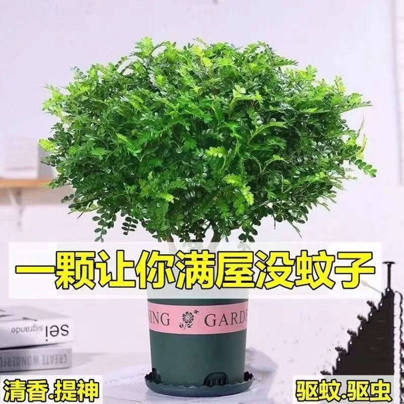驱虫驱蚊草清香木盆栽室内绿植植物老桩净化空气花卉九里香千里眼 清香木独杆(原土原盆发货)2年苗