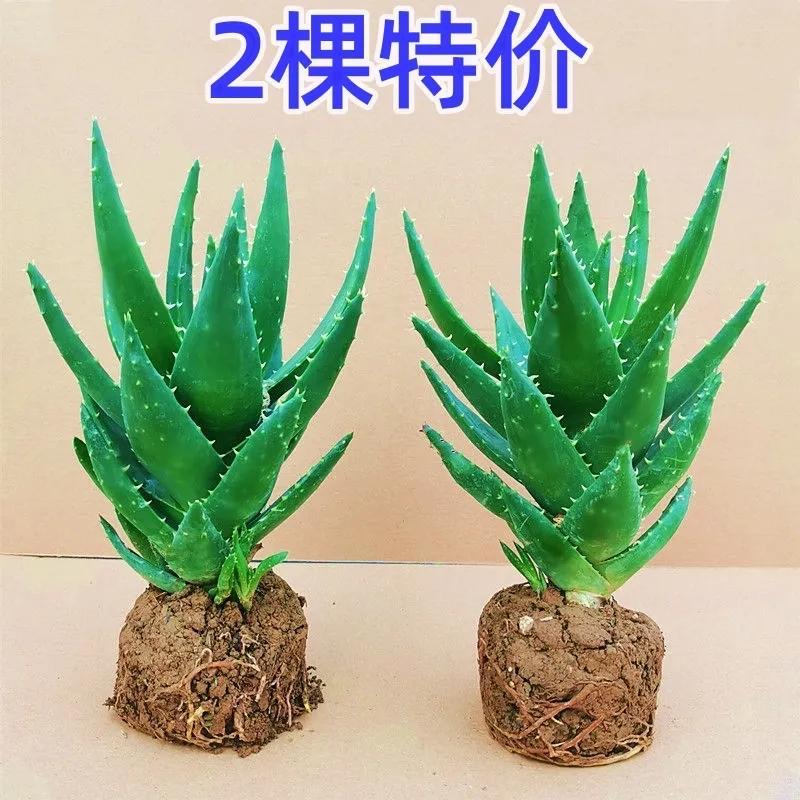 [补贴10%]芦荟盆栽室内除甲醛净化空气绿植物办公桌多肉四季好养花卉仙人掌高清大图