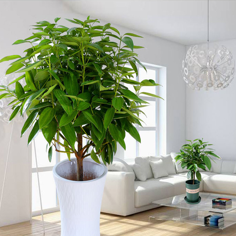 办公空间绿植花卉摆租平安树株高140160cm