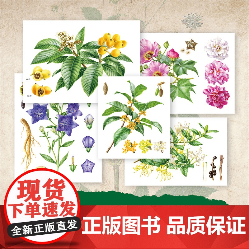 [店]奇妙的本草世界——二十四节气本草百科 中医文化 少儿科普高清大图