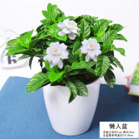 栀子花盆栽九里香水培茉莉花卉绿植物室内四季开花客厅大型绿箩 特惠100#精品栀子花懒人盆送营养肥