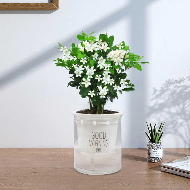 茉莉花苗盆栽带花苞九里香老桩驱蚊花卉植物室内浓香四季开花物内 含盆 当年开花精品九里香pvc自吸水盆+肥料