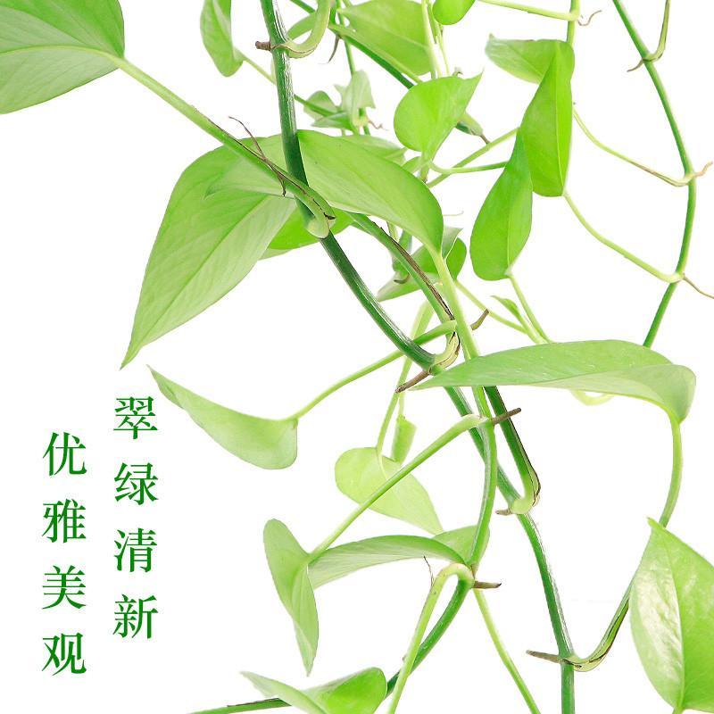 绿萝兰花卉水培盆栽室内净化空气吸甲醛植物办公室水养长藤绿萝
