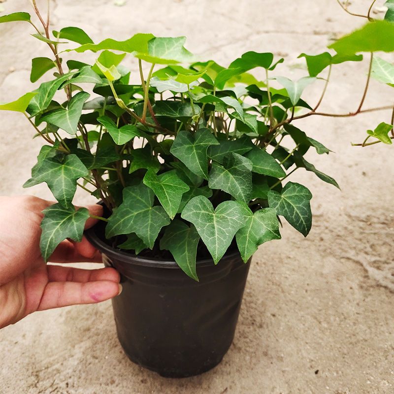 常春藤小苗盆栽常春藤盆栽室内垂吊兰金边长春藤好养植物吸甲醛爬藤挂