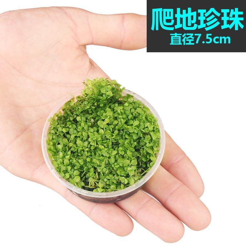 鱼缸水水造景迷你爬地矮珍珠牛毛毡天湖葵水套餐前景