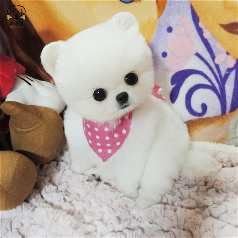 麦比佳 狗狗活体 纯种博美犬幼犬 活体宠物狗狗哈多利系球体博美狗 玩具型博美犬茶杯犬 长不大博美日系俊介犬高清大图