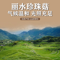 一品爽 珍珠菇100g/罐 金钱菇珍珠菇 南北干货 肉厚味鲜新货