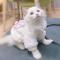 猫咪衣服防掉毛布偶猫幼猫秋冬小奶猫无毛猫小猫可爱猫猫秋装 薄款黄边小吊带 S:胸围30-35cm(建议约3-5