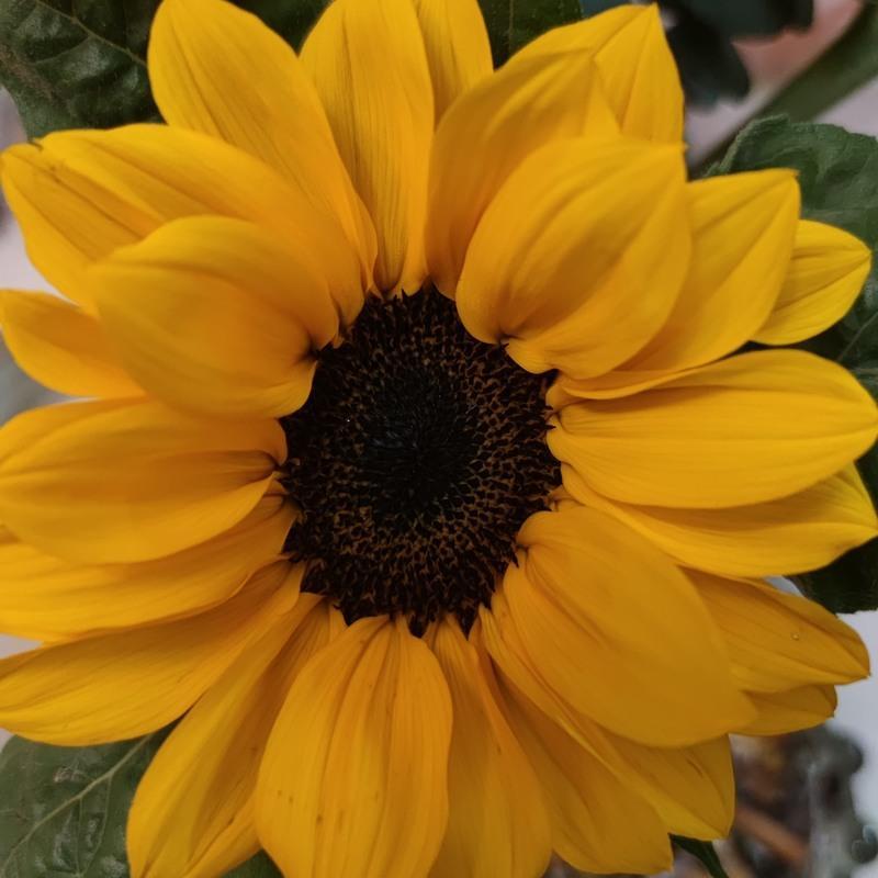 向日葵花中花太阳花水养鲜花真花昆明基地直发混搭花束顺丰冷链 迷你