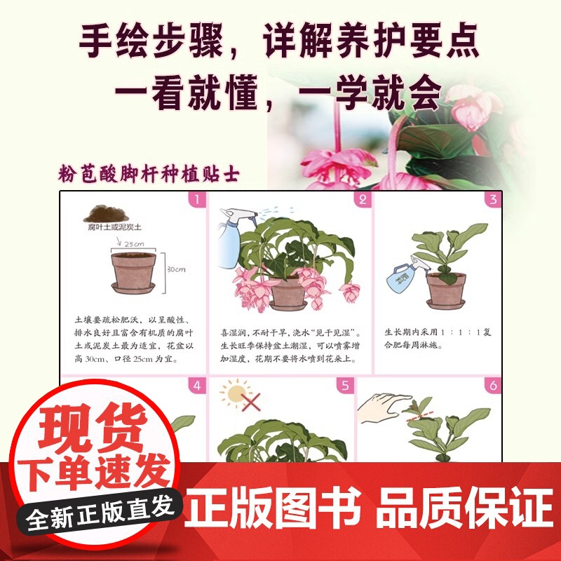 [正版]零基础阳台养花 家庭园艺植物养护室内绿植阳台养花花卉家居植物园艺生活养护技巧花语宜忌 全年花历 病虫害防治高清大图