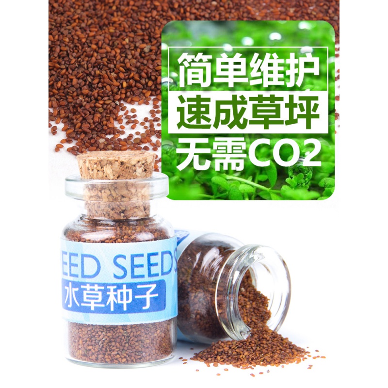 鱼缸水种籽不用泥的水种子牛毛毡珍珠水造景懒人水植物高清大图