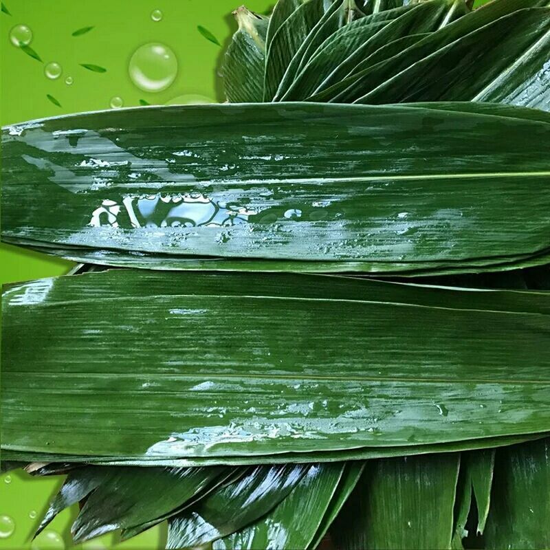 新鲜粽叶竹叶包粽子的大粽子叶大叶真空包装棕叶子50片批发