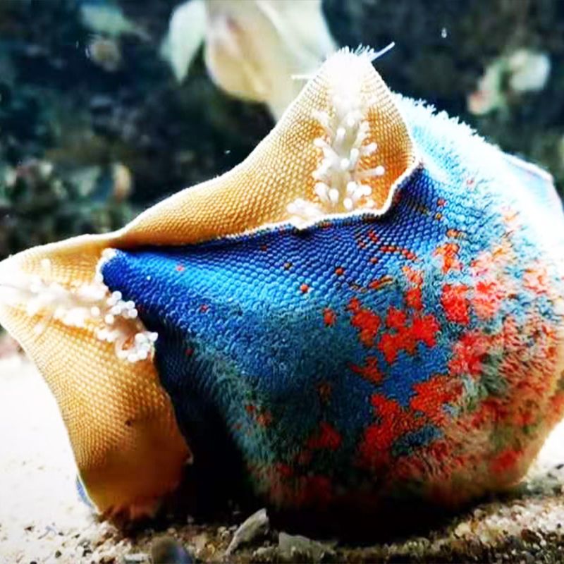 海星活宠物活体野生海水鱼缸迷你海洋生物观赏动物活的翻砂小海星一只