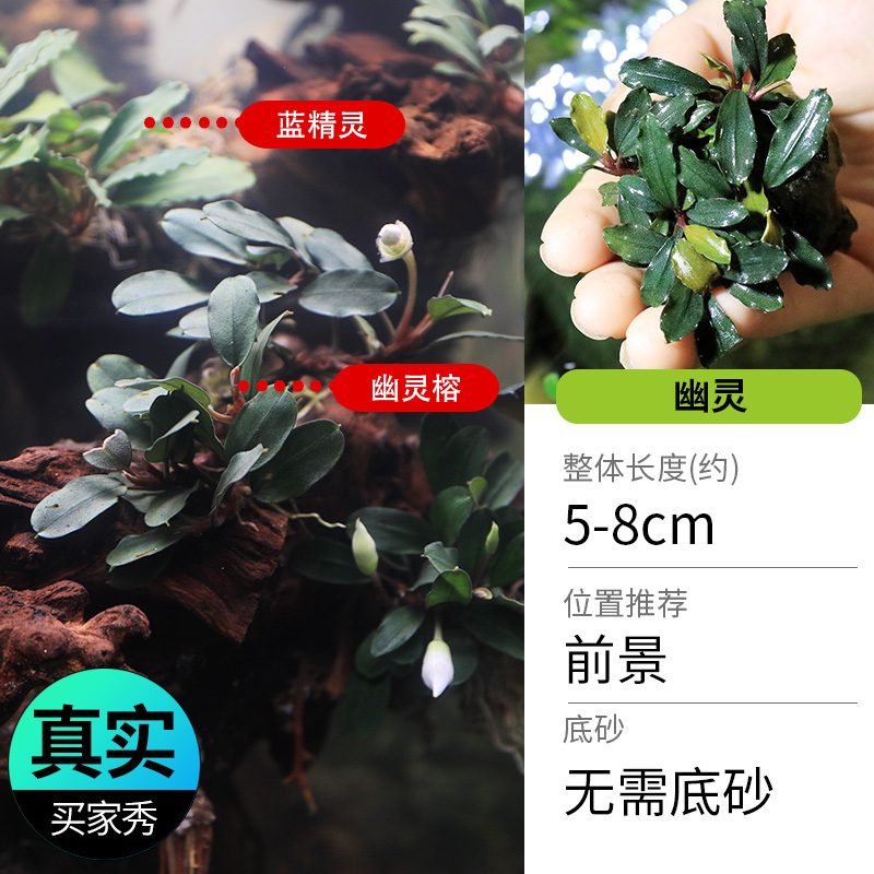 鱼缸造景莫斯沉木水榕无土植物懒人增氧真水草趴地矮珍珠陀草