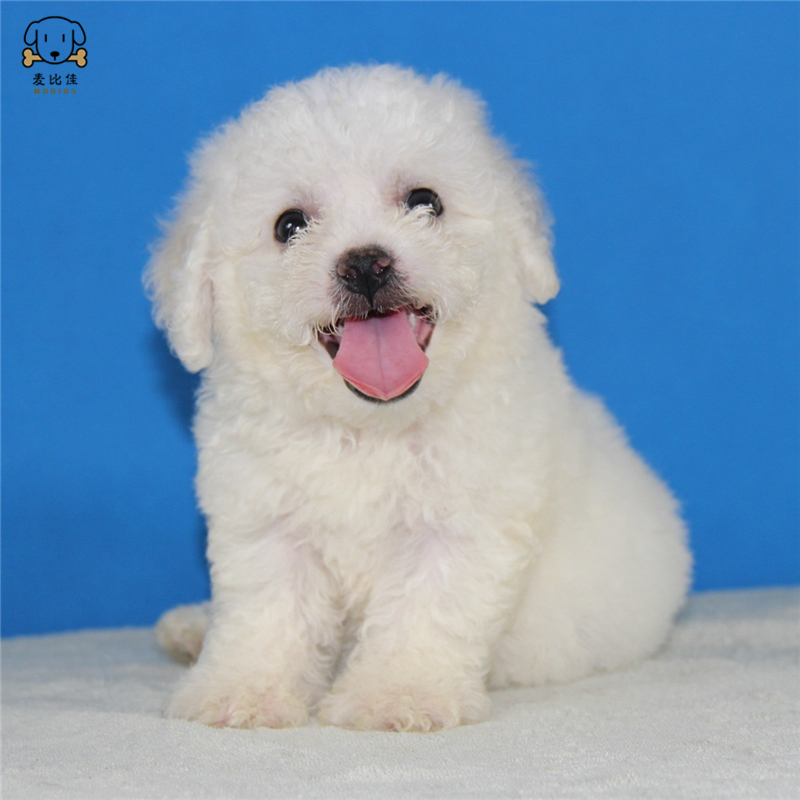 麦比佳宠物 比熊犬 比熊幼犬活体 宠物狗狗法国卷毛比熊狗 双血统精品白色活体比熊 小体玩具型茶杯犬标准型视频可选高清大图