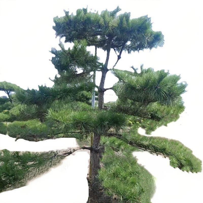 诚智旺 迎客松 YKS-2/ 棵