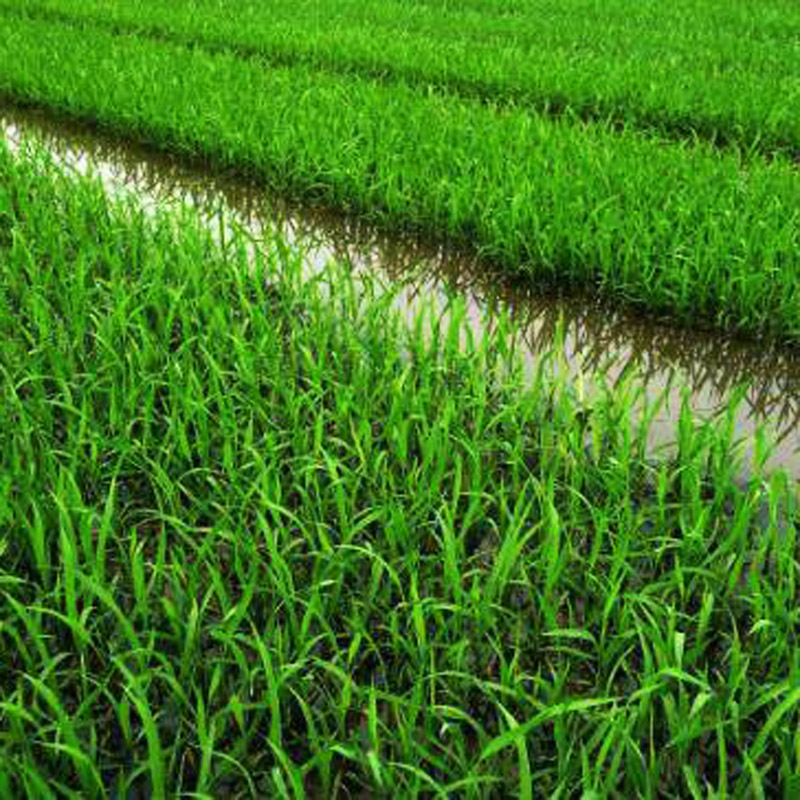 和谐幸福人生五常幸福稻花香大米25kg/袋高清大图