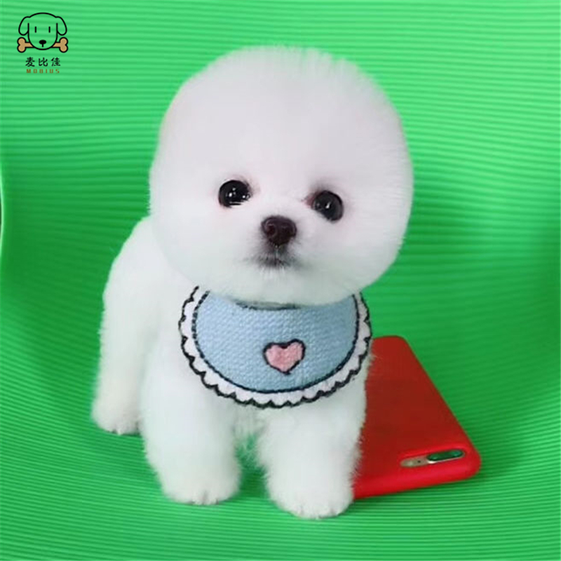 麦比佳宠物狗狗 活体博美犬幼犬活体哈多利系球体博美俊介狗狗小体玩具型血统级长不大茶杯犬纯白色黄色博美狗高清大图