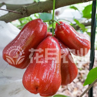 莲雾果苗莲雾嫁接树苗黑金刚大叶红带泥货盆栽地载庭院种植