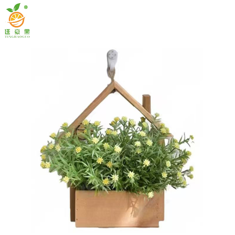 廷豪果 壁挂小雏菊 30cm /盆高清大图