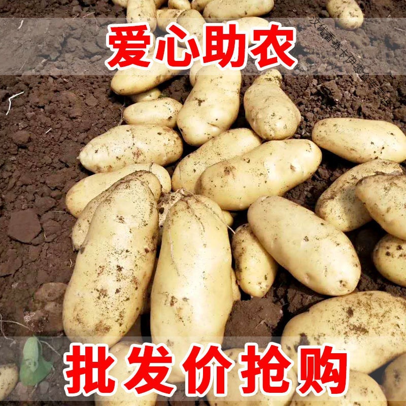 新鲜现挖大土豆农产品黄心洋芋马铃薯小土豆蔬菜批发高清大图