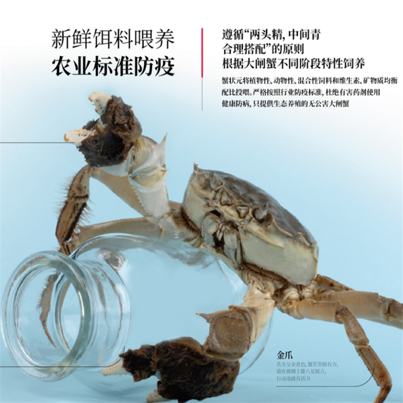 蟹状元 阳澄湖大闸蟹 1888型精品三对装 礼盒装中秋礼品送礼(雄蟹5两*3只 雌蟹3.5两*3只)