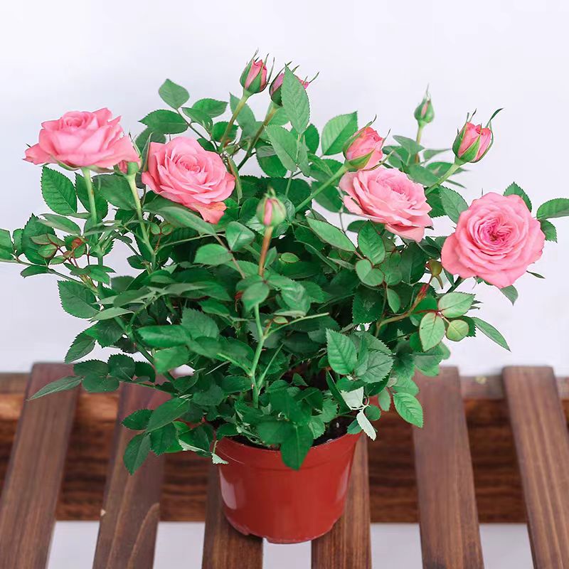 东方能展 花卉 月季花 4-6分枝 棵高清大图