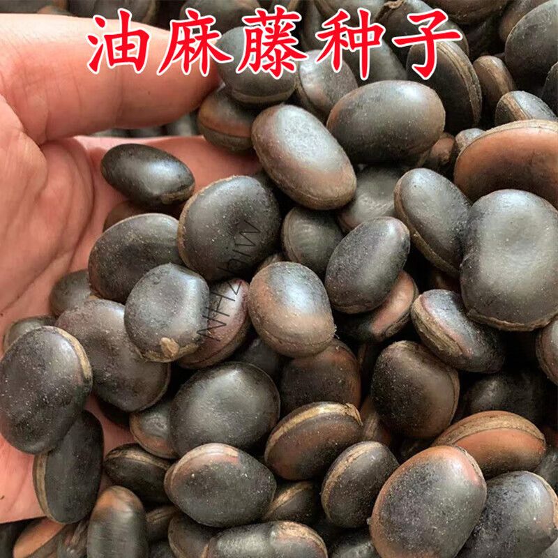 精选优质油麻藤种子1千克高清大图