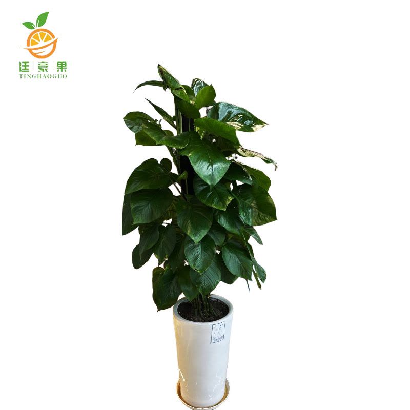 廷豪果 白瓷盆绿萝柱 180cm图片