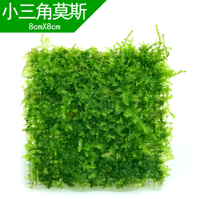 鱼缸水莫丝水小三角莫斯珍珠莫丝火焰莫丝大三角莫丝 默认尺寸 小三角莫丝
