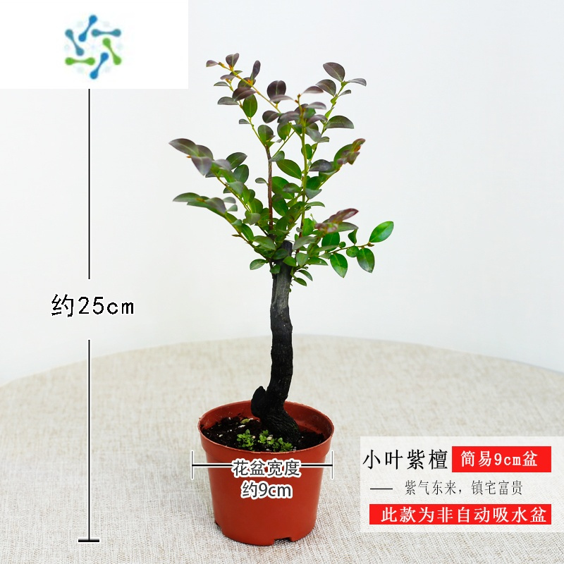 三维工匠小叶紫檀树苗紫檀盆景室内常绿植物名贵花卉盆栽四季好养盆景报价 参数 图片 视频 怎么样 问答 苏宁易购