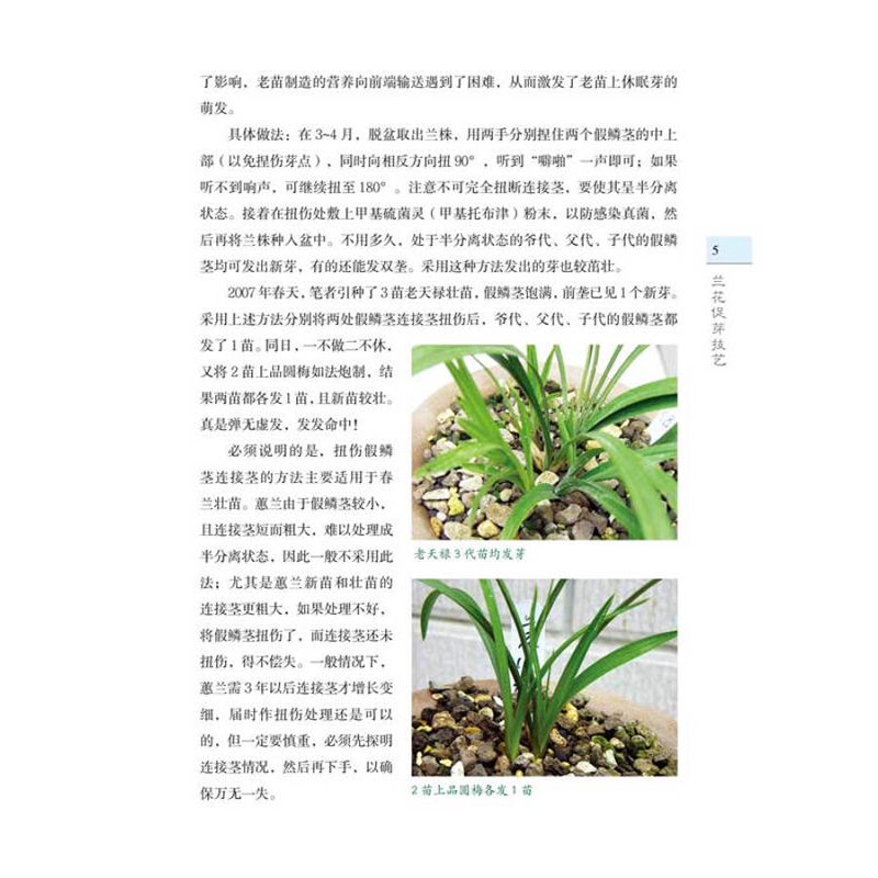 [醉染正版]兰花促芽壮苗要诀 促苗 开花 阳台养兰 家庭园艺养花兰花种植养护书籍 兰花名品介绍兰花鉴赏 兰花病虫防治 盆高清大图