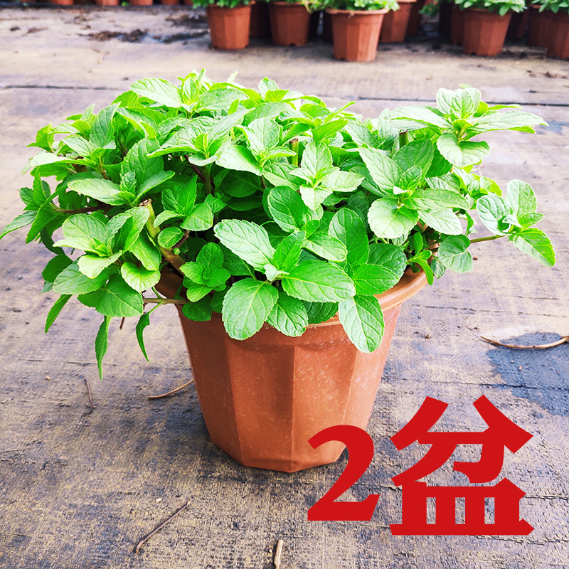 迷迭香阳台柠檬薄荷叶苗驱蚊草植物薄荷盆栽可食用客厅|薄荷盆栽2盆(棕色盆) 带盆栽好