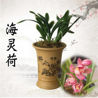 兰花苗建兰四季兰金边矮种兰花海灵荷室内办公室盆栽花卉绿植海灵荷3苗连体不含盆