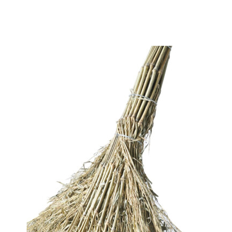 庞氏竹子大扫把无叶子