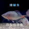 河蚬1-2cm10个 送5个 鱼旁皮鱼观赏鱼冷水鱼原生鱼除藻鱼练手鱼清道夫好养鱼金苔鼠
