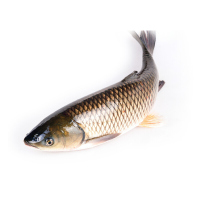 野生大草鱼(斤)