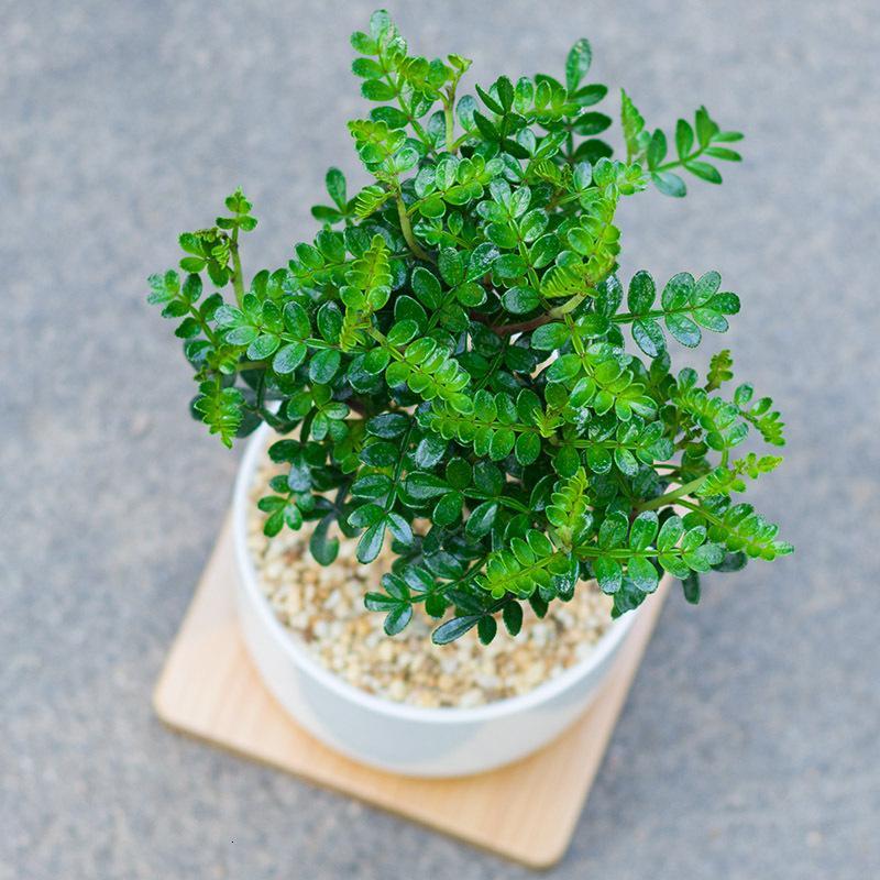 清香木mini绿植办公桌面微景观ins风小盆栽净化空气驱蚊除吸甲醛圆形