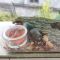 中华大扁锹 成虫斗虫昆虫活体宠物甲虫中扁独角仙锹甲锹形虫新手 简易饲养盒(不含虫)